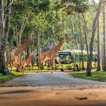 Six Days Across Phú Quốc: Sea, Safari and Southern Shores